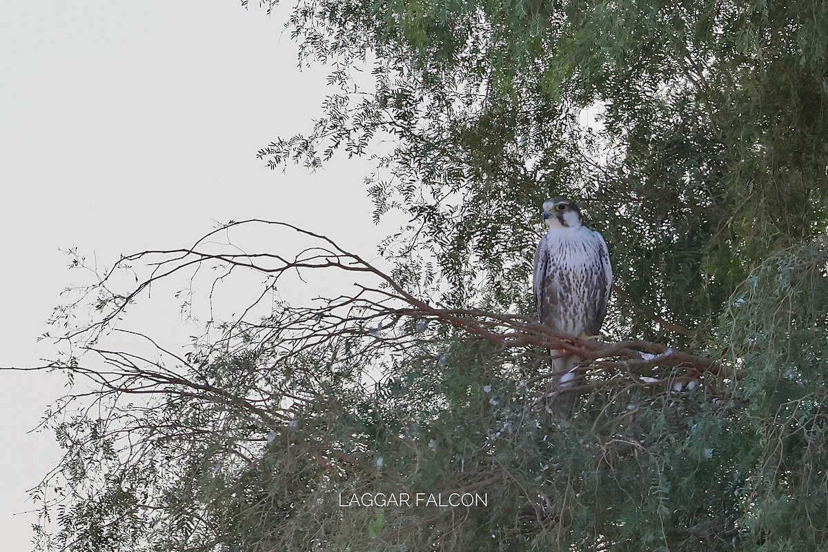 Laggar Falcon - ML646830391