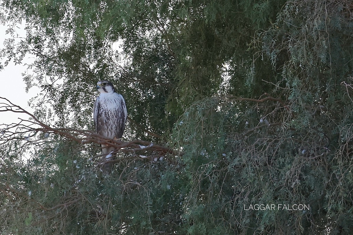 Laggar Falcon - ML646830392