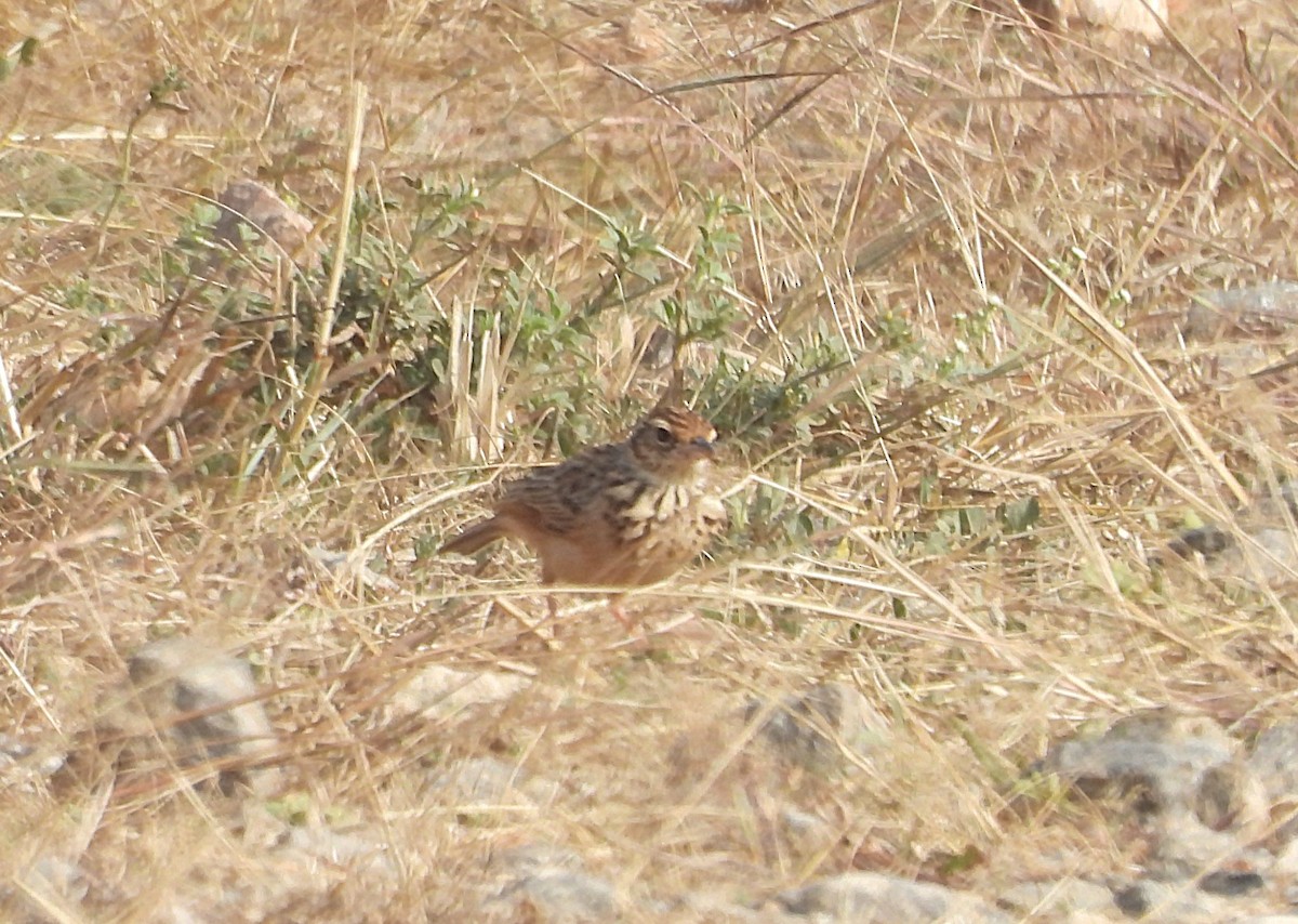 Jerdon's Bushlark - ML646830393