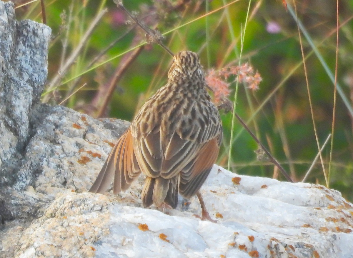 Jerdon's Bushlark - ML646830394