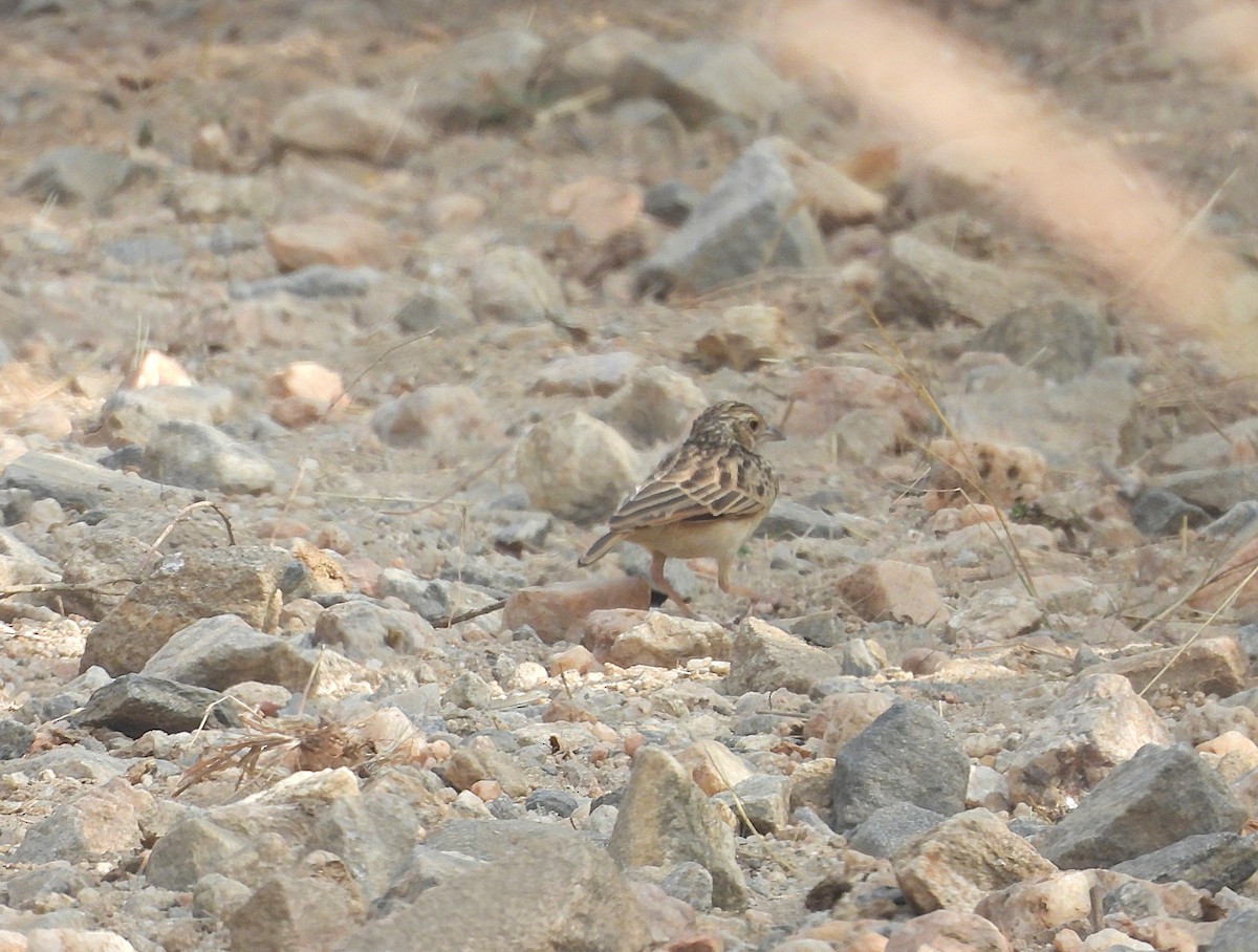 Jerdon's Bushlark - ML646830395