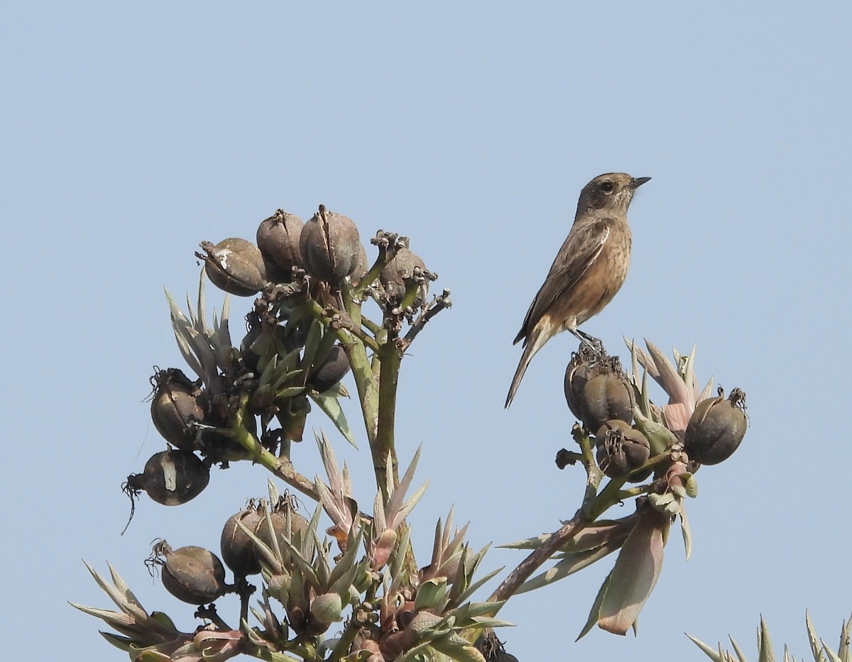 Pitxartxar beltza - ML646830396