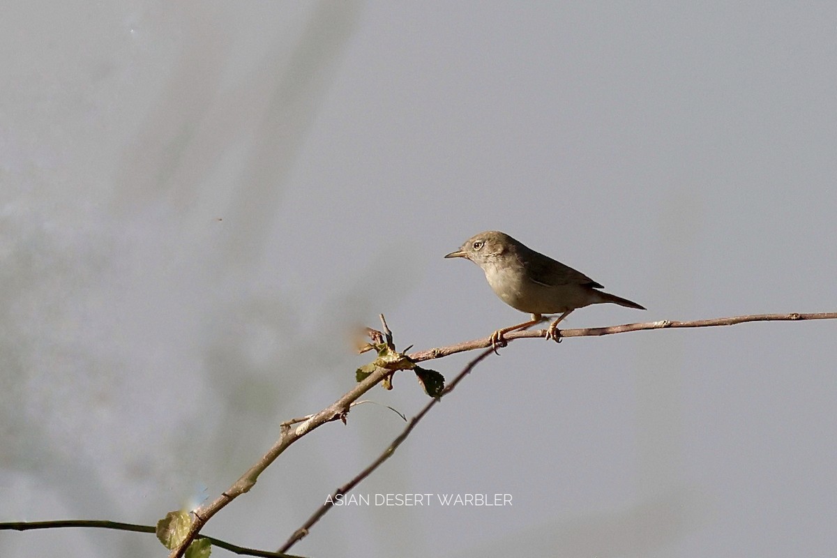 Asian Desert Warbler - ML646830397