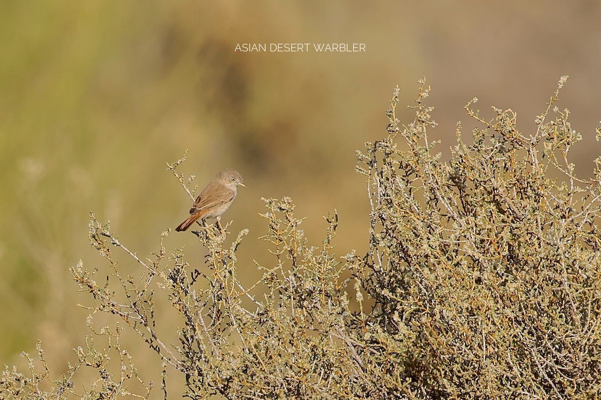 Asian Desert Warbler - ML646830399