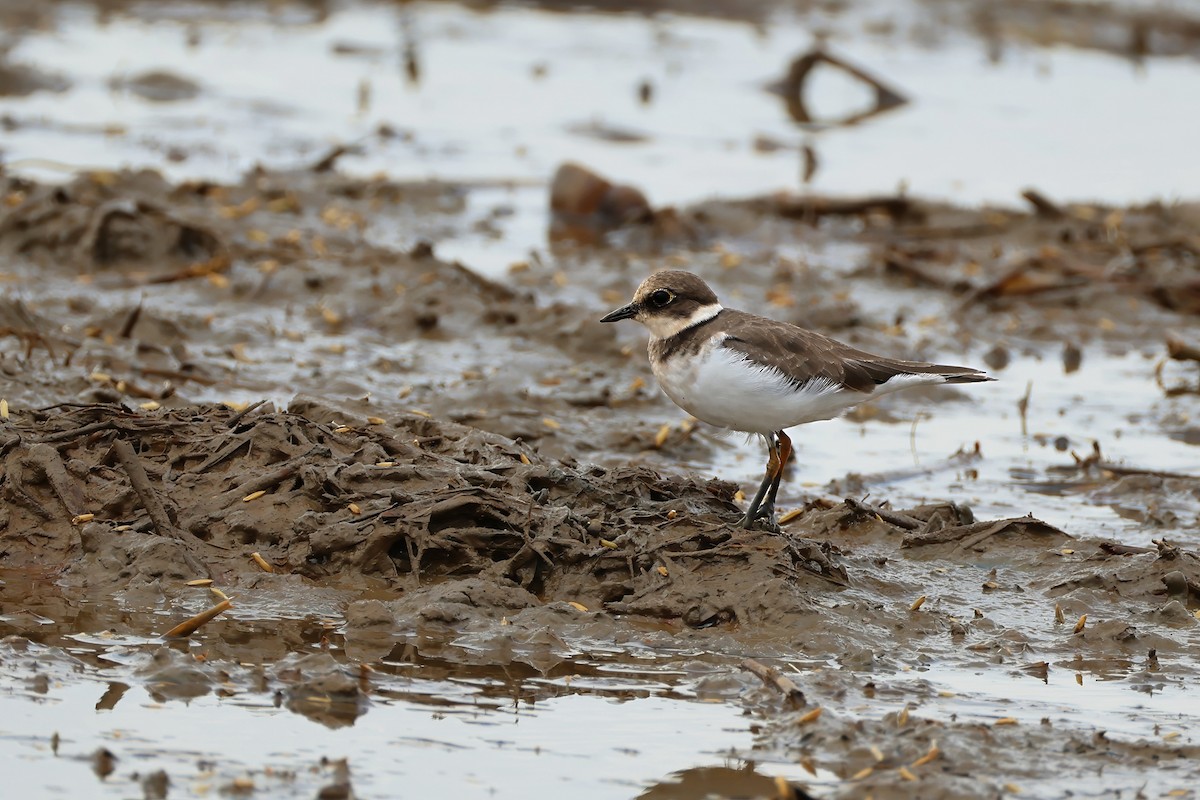 Little Ringed Plover (curonicus) - ML646830400