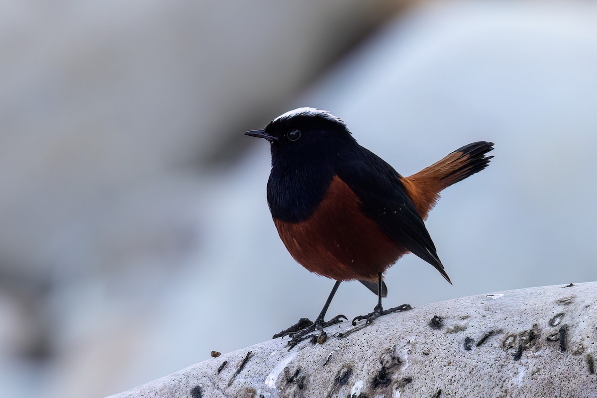 Горихвістка водяна - ML646830401