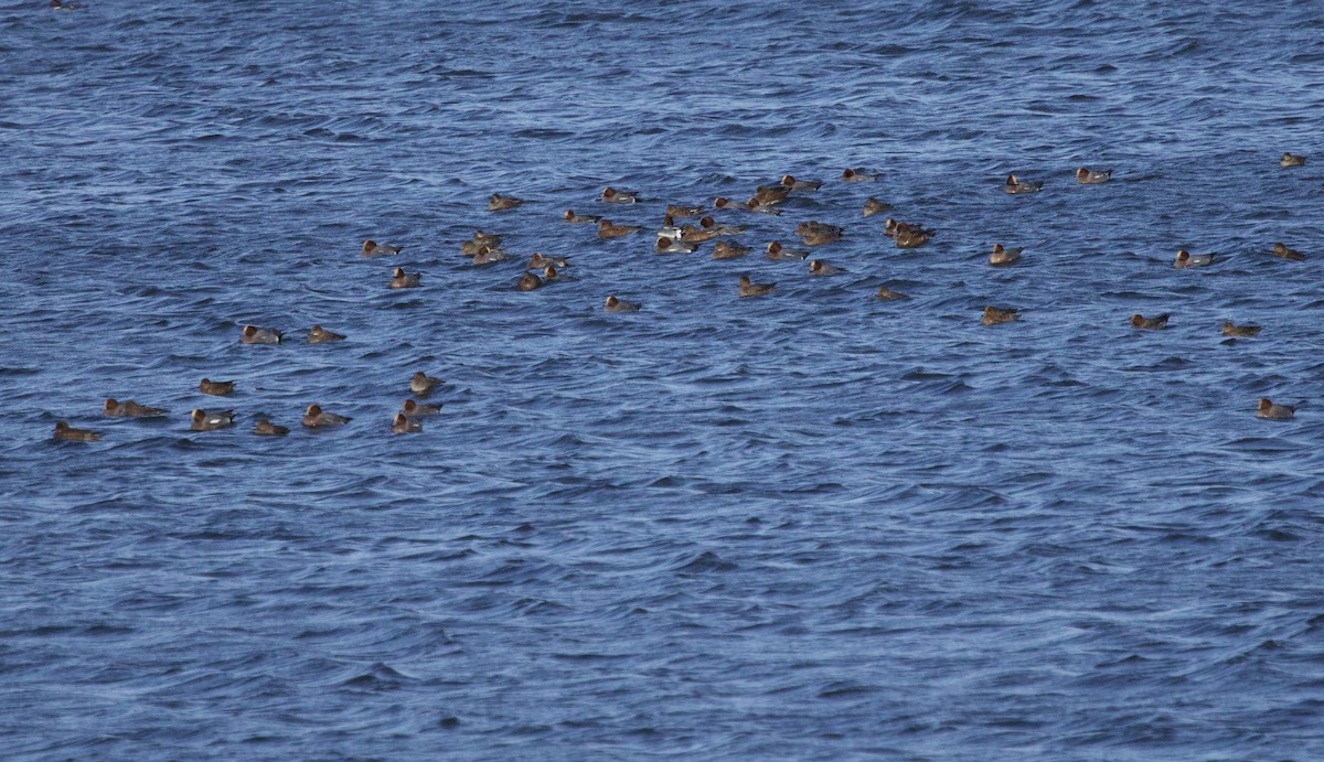 Eurasian Wigeon - ML646830404