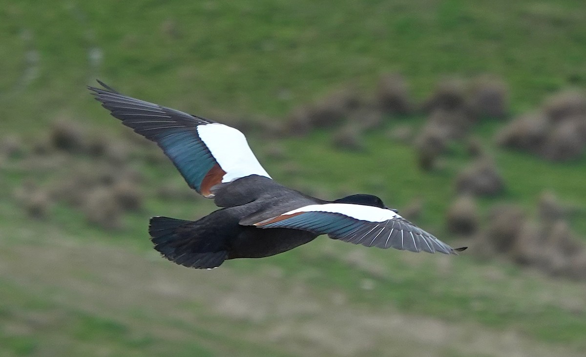 Paita maoria - ML646830405