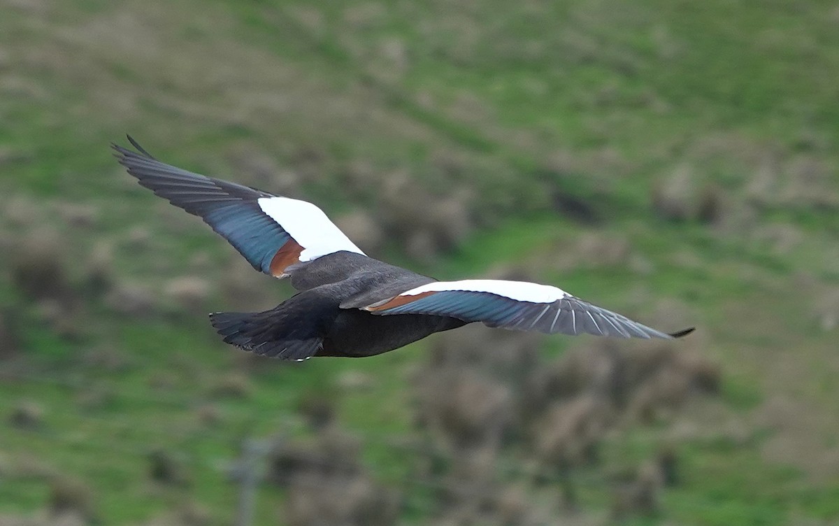 Paita maoria - ML646830406