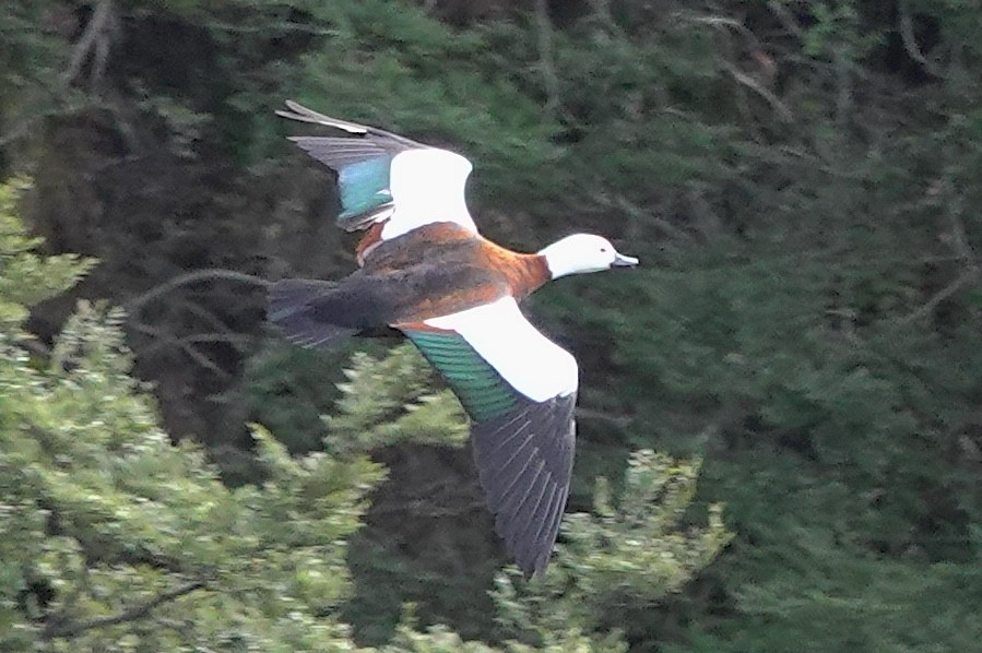 Paita maoria - ML646830407