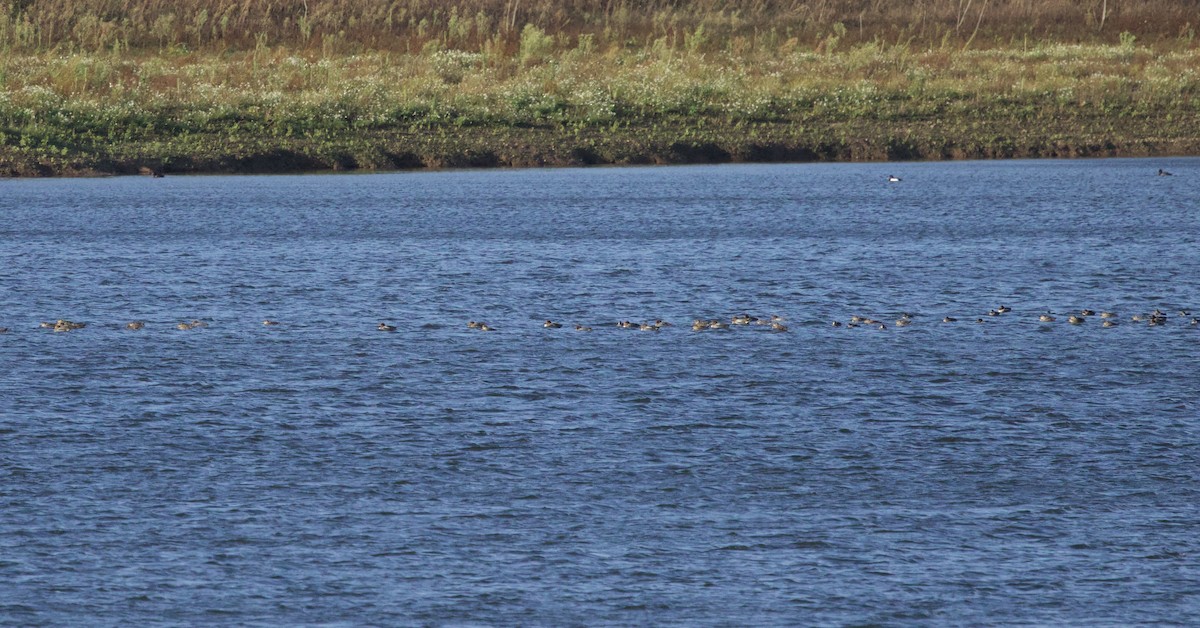 Green-winged Teal (Eurasian) - ML646830408