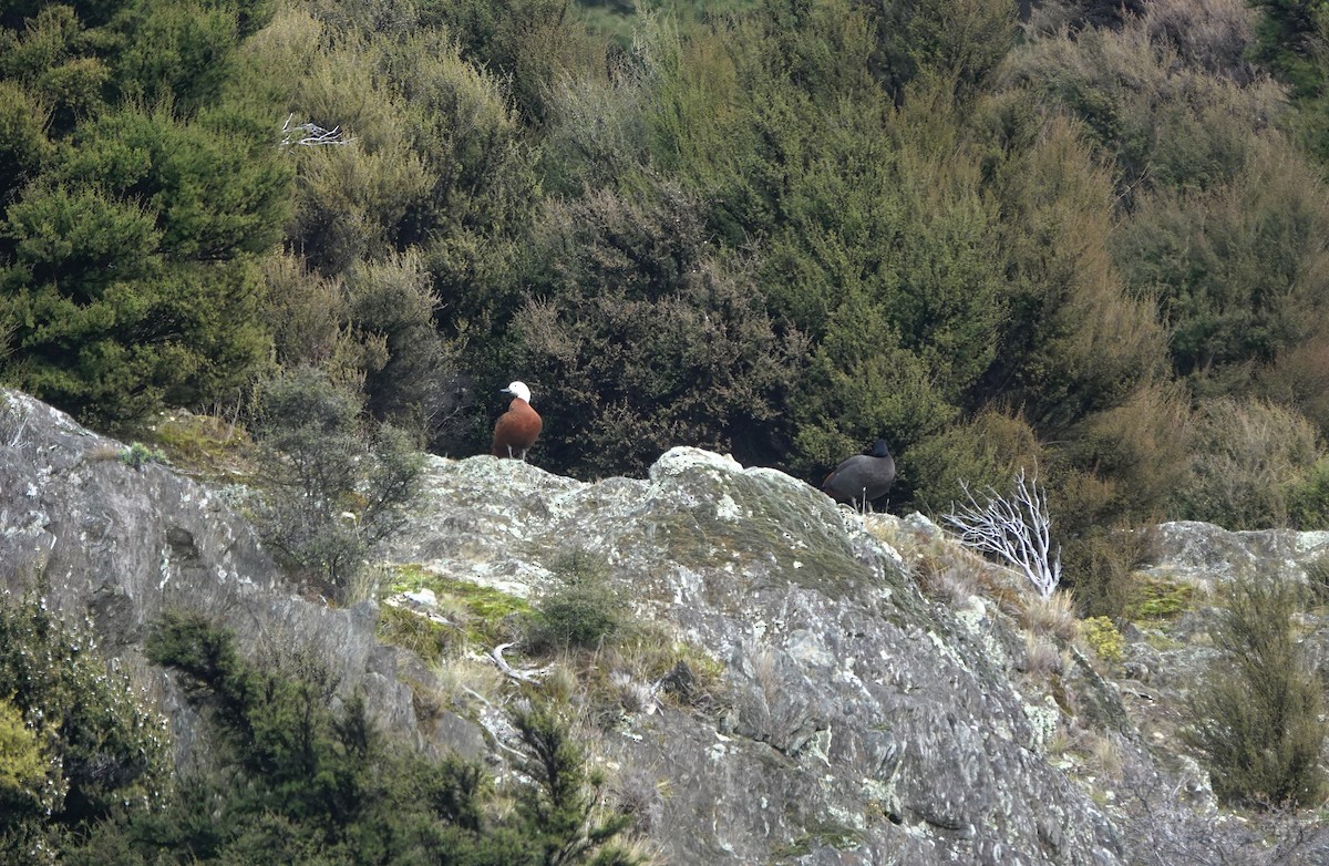 Paita maoria - ML646830409