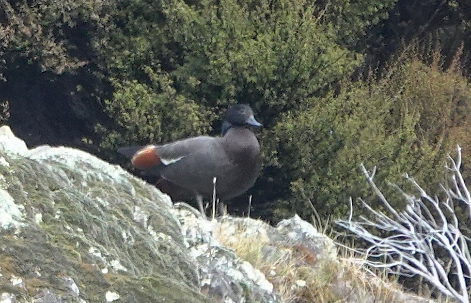 Paita maoria - ML646830410