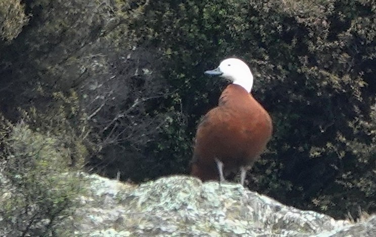 Paita maoria - ML646830411