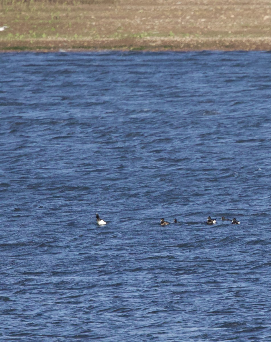 Tufted Duck - ML646830412