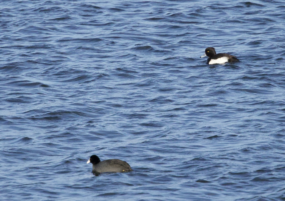 Tufted Duck - ML646830413