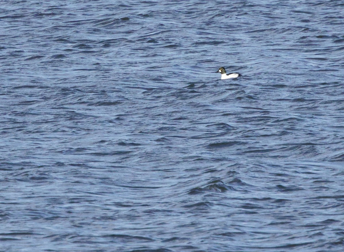 Common Goldeneye - ML646830415