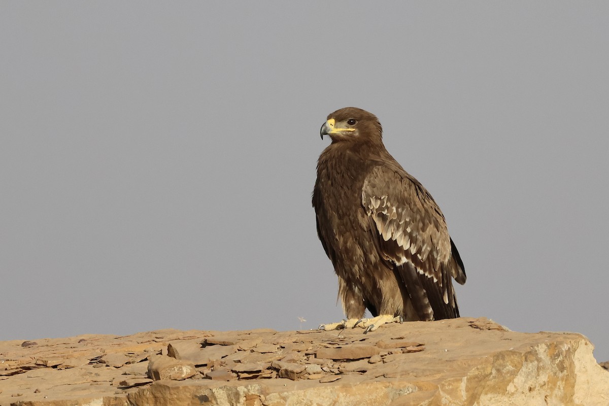 Steppenadler - ML646830421