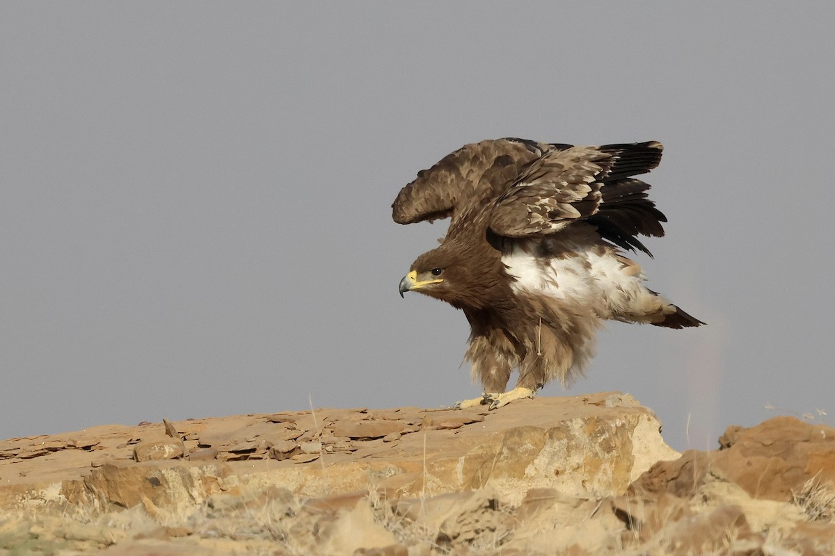 Steppenadler - ML646830422