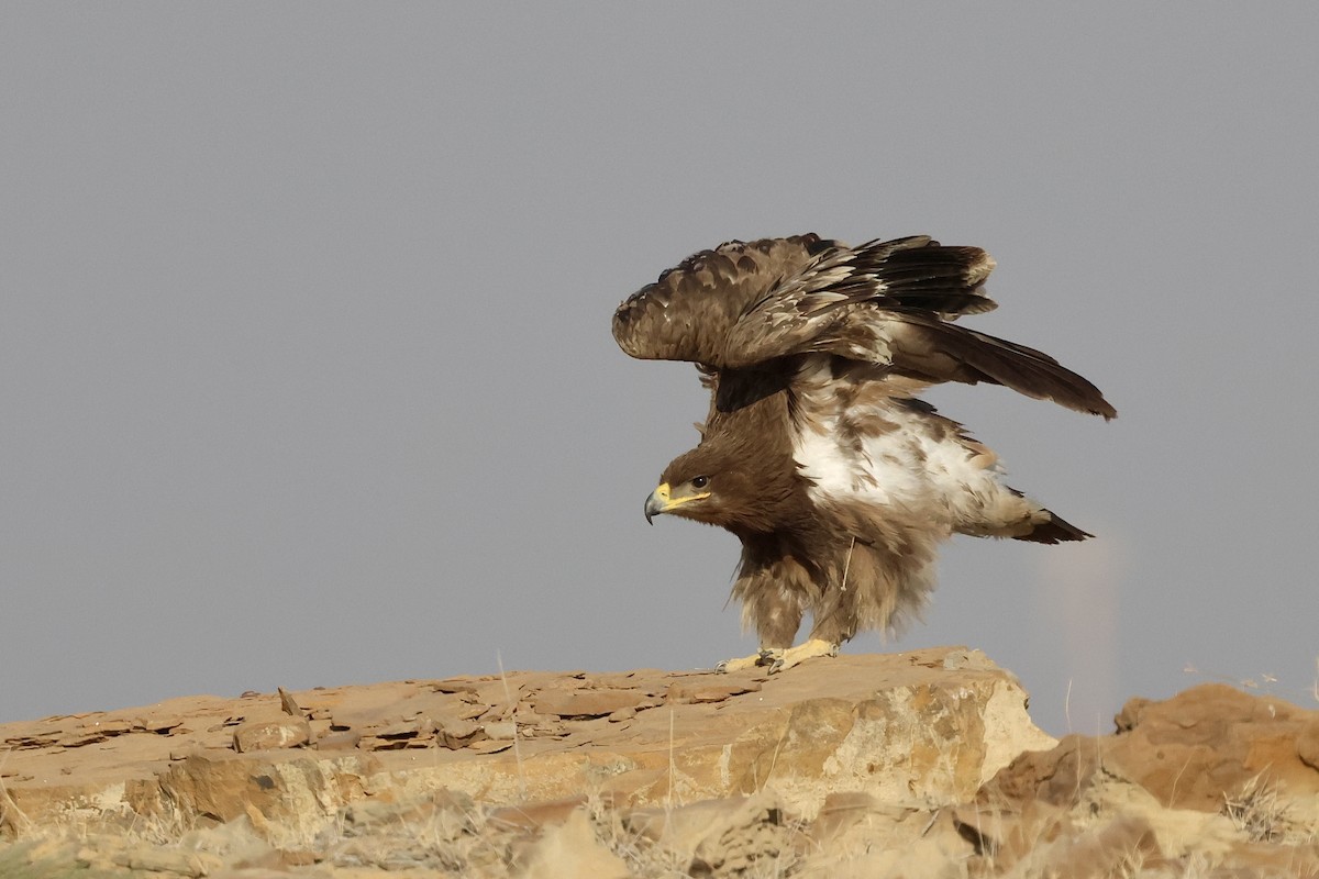 Steppenadler - ML646830423