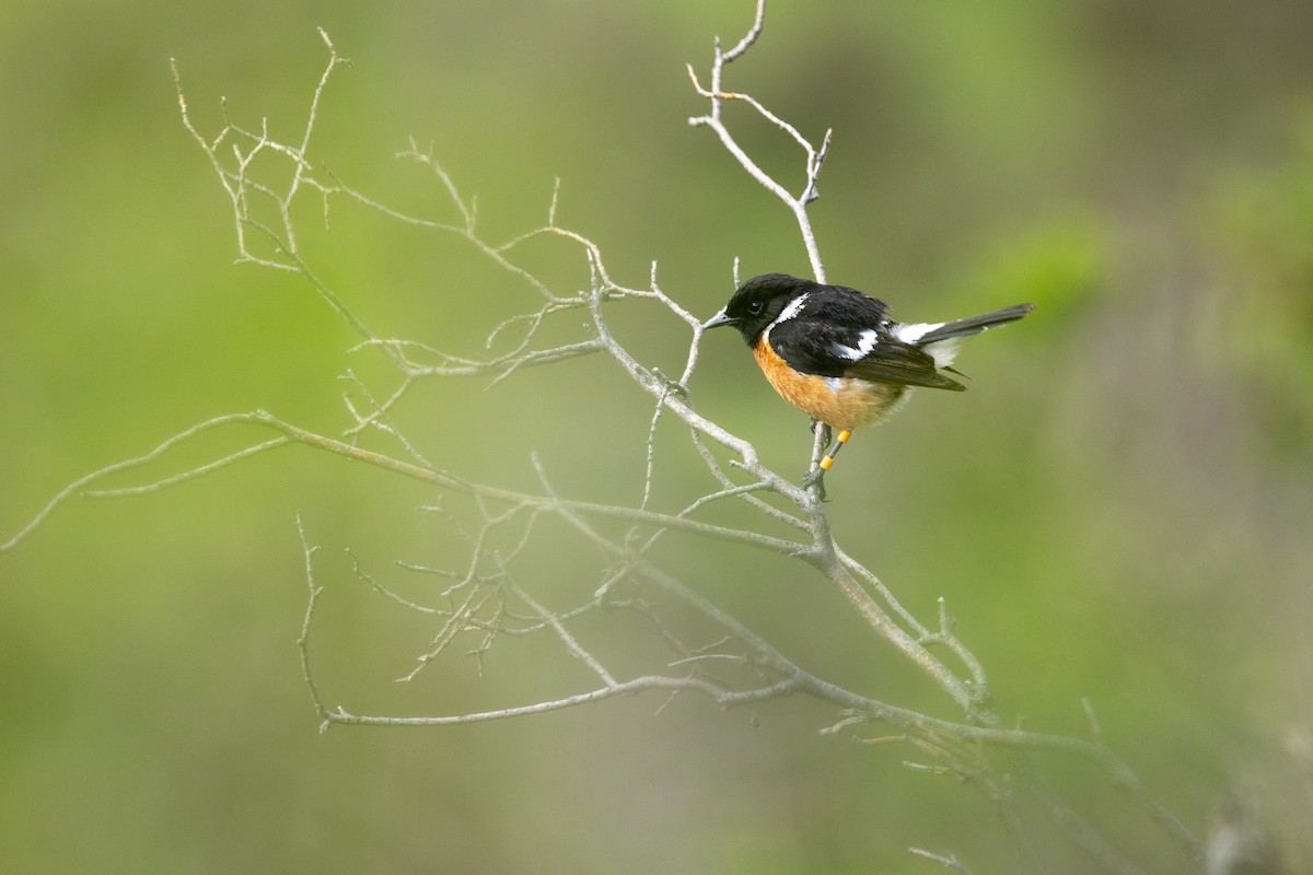 Siberian Stonechat (Przevalski's) - ML646830424