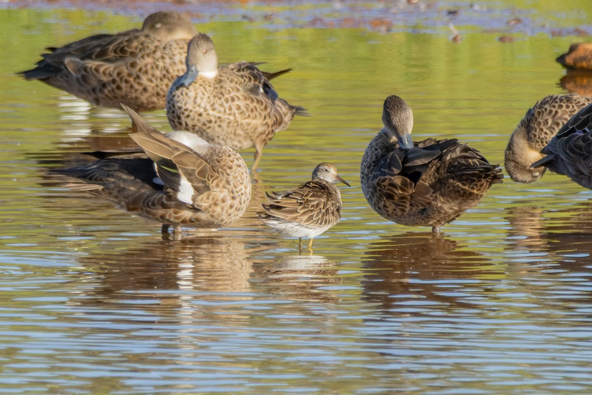 Sharp-tailed Sandpiper - ML646830427