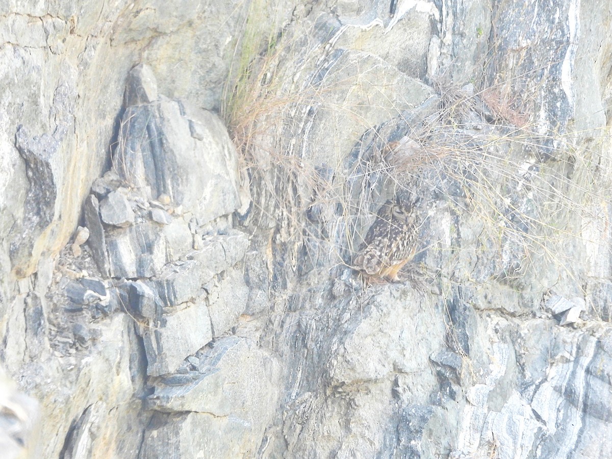 Rock Eagle-Owl - ML646830429