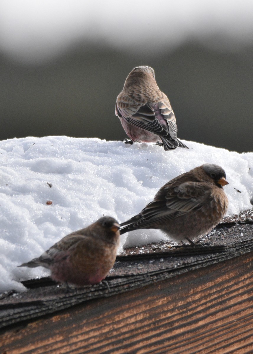 Gray-crowned Rosy-Finch - ML646830431