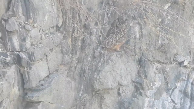 Rock Eagle-Owl - ML646830432