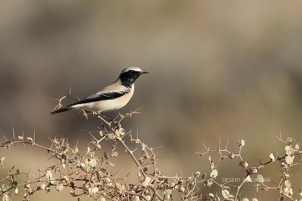 סלעית מדבר - ML646830435