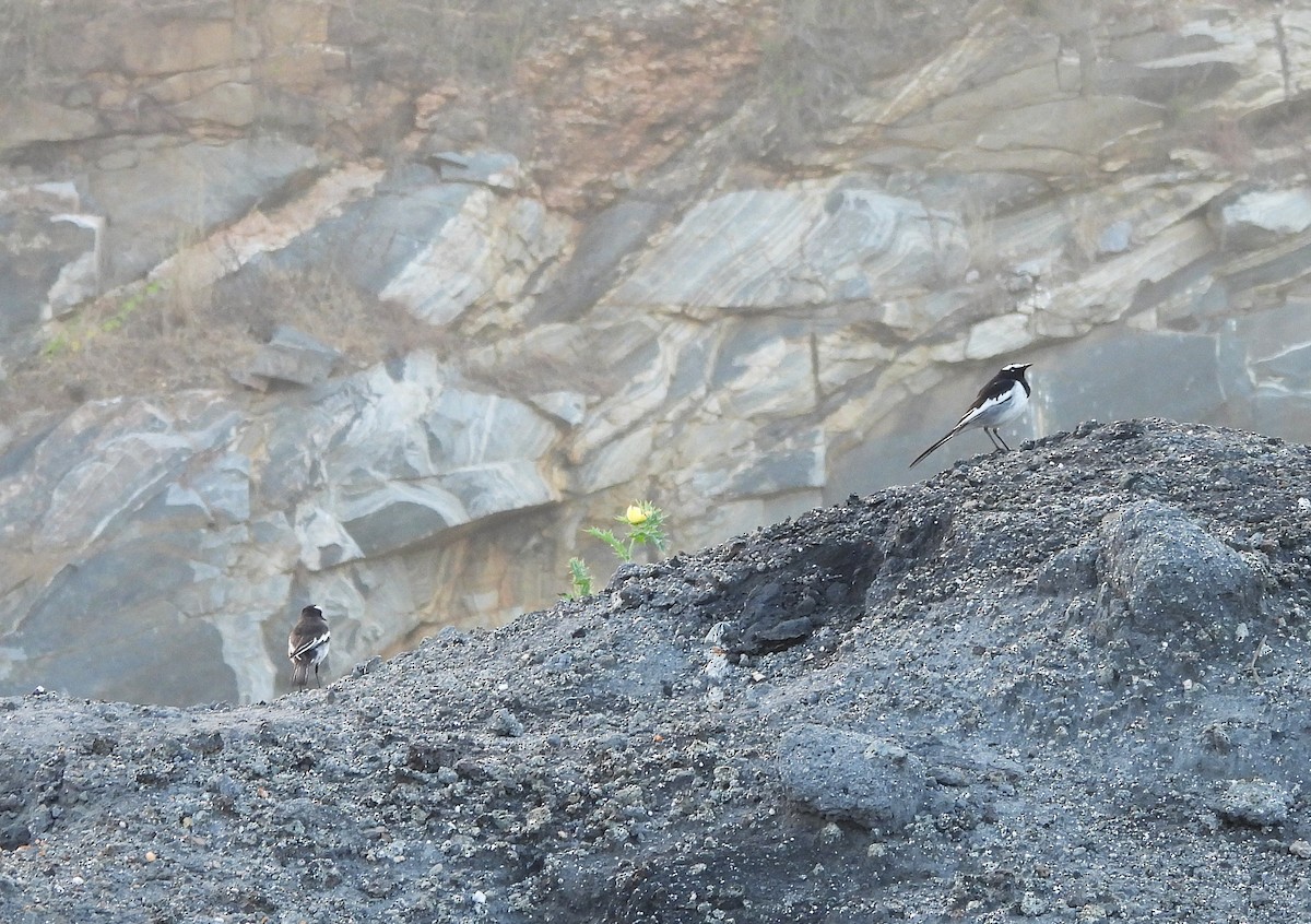 Buztanikara pinto indiarra - ML646830436