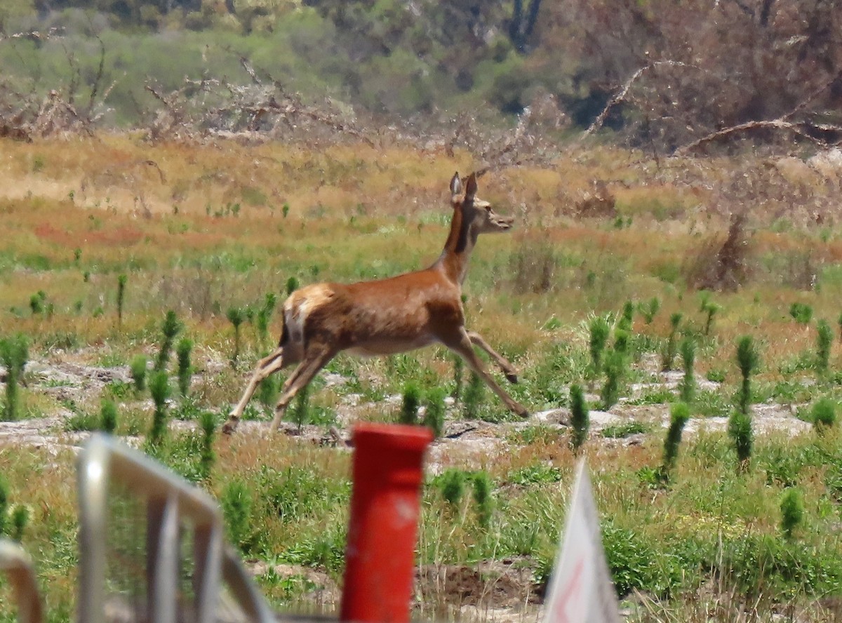 Red Deer - ML646830437