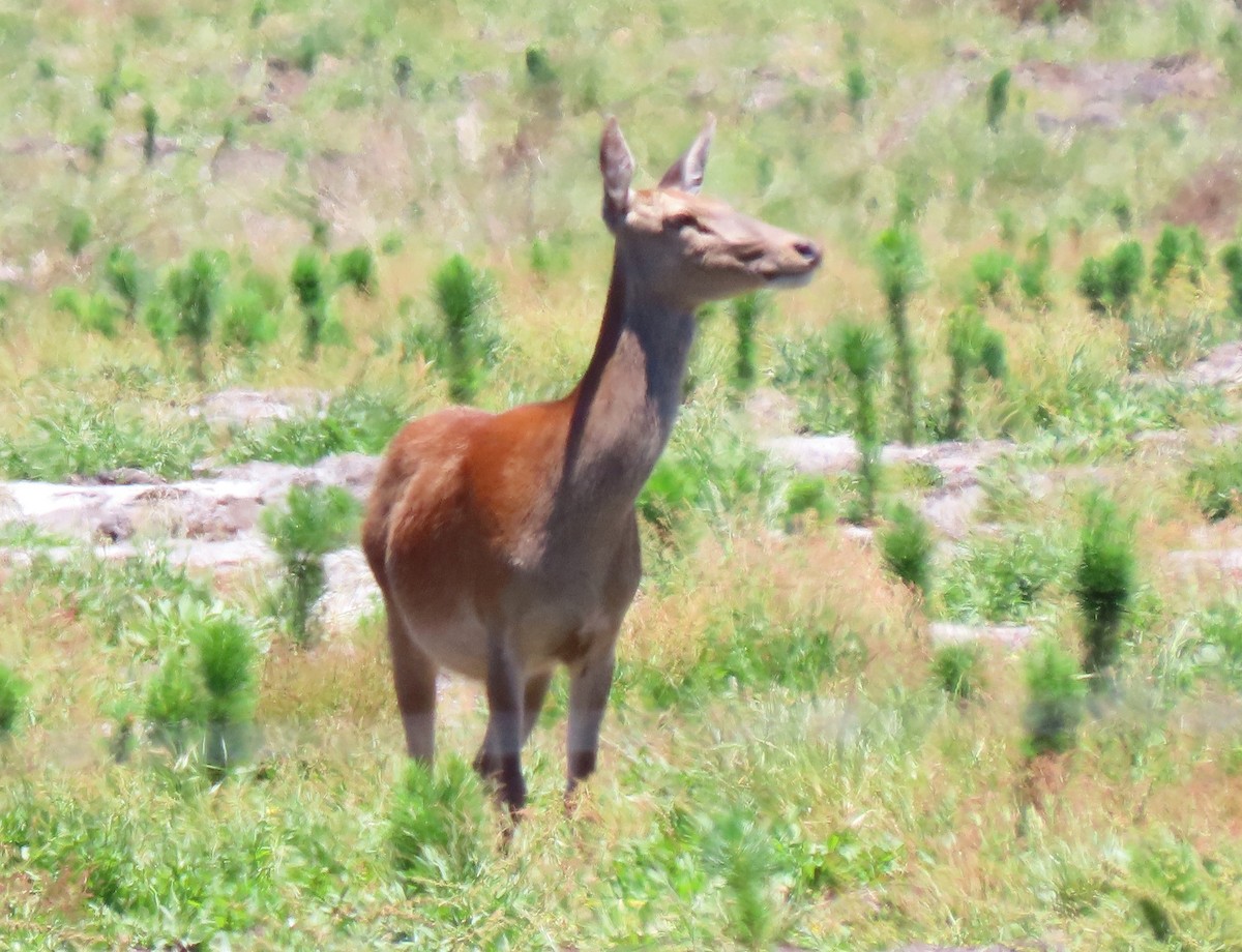 Red Deer - ML646830438