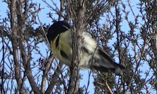 Tomtit (New Zealand) - ML646830442