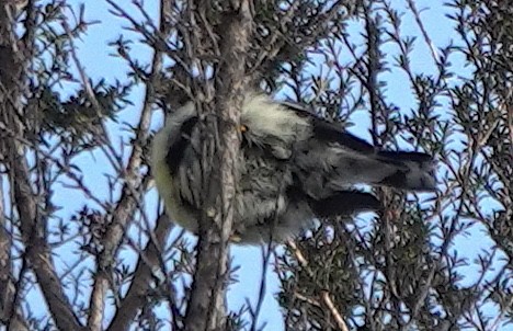 Tomtit (New Zealand) - ML646830443