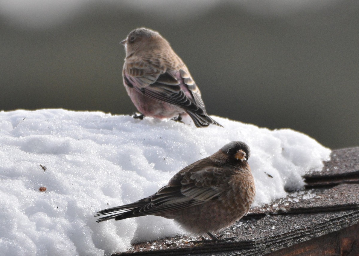 Gray-crowned Rosy-Finch - ML646830446