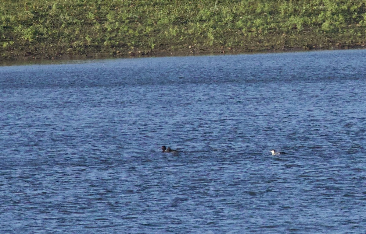 Smew - ML646830453