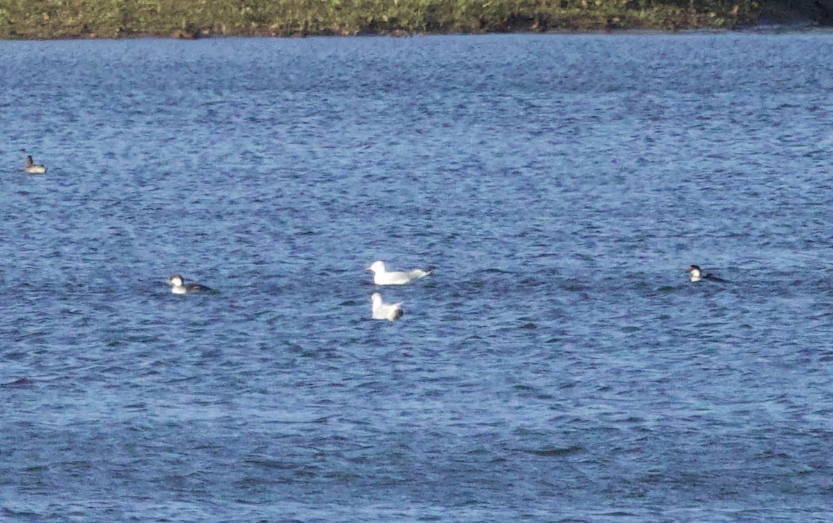 Smew - ML646830456