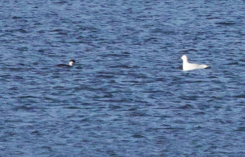 Smew - ML646830458