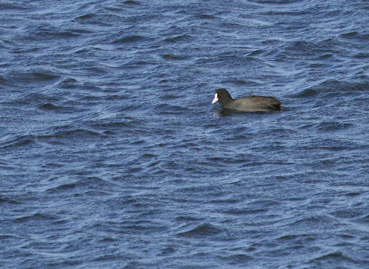 Eurasian Coot - ML646830463
