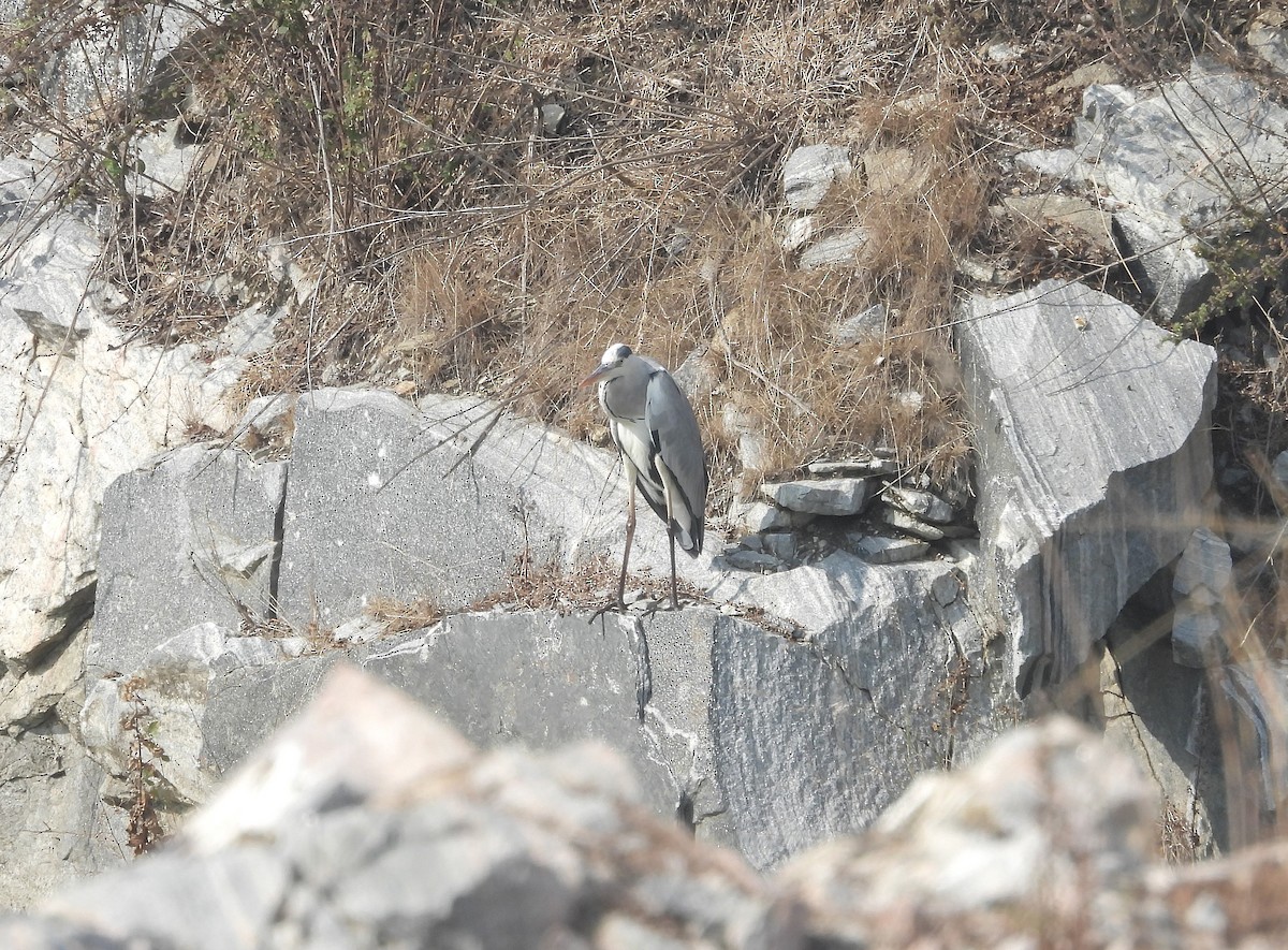 Koartza hauskara - ML646830464