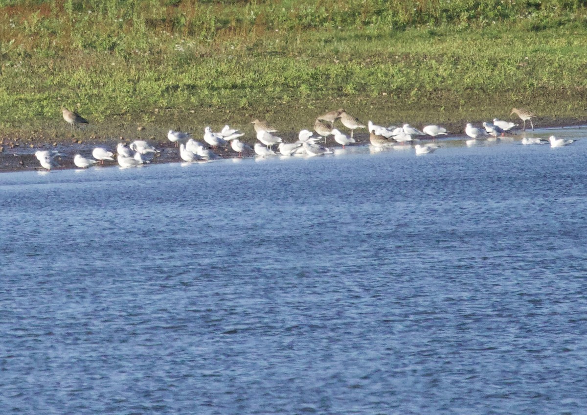 Eurasian Curlew - ML646830467