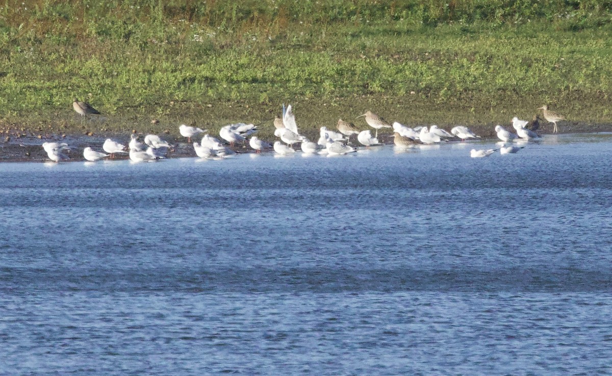 Eurasian Curlew - ML646830468