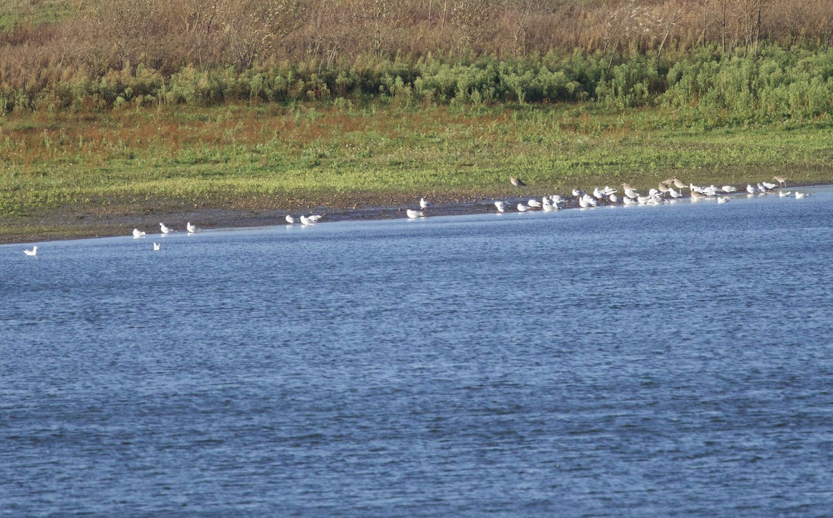 Black-headed Gull - ML646830470