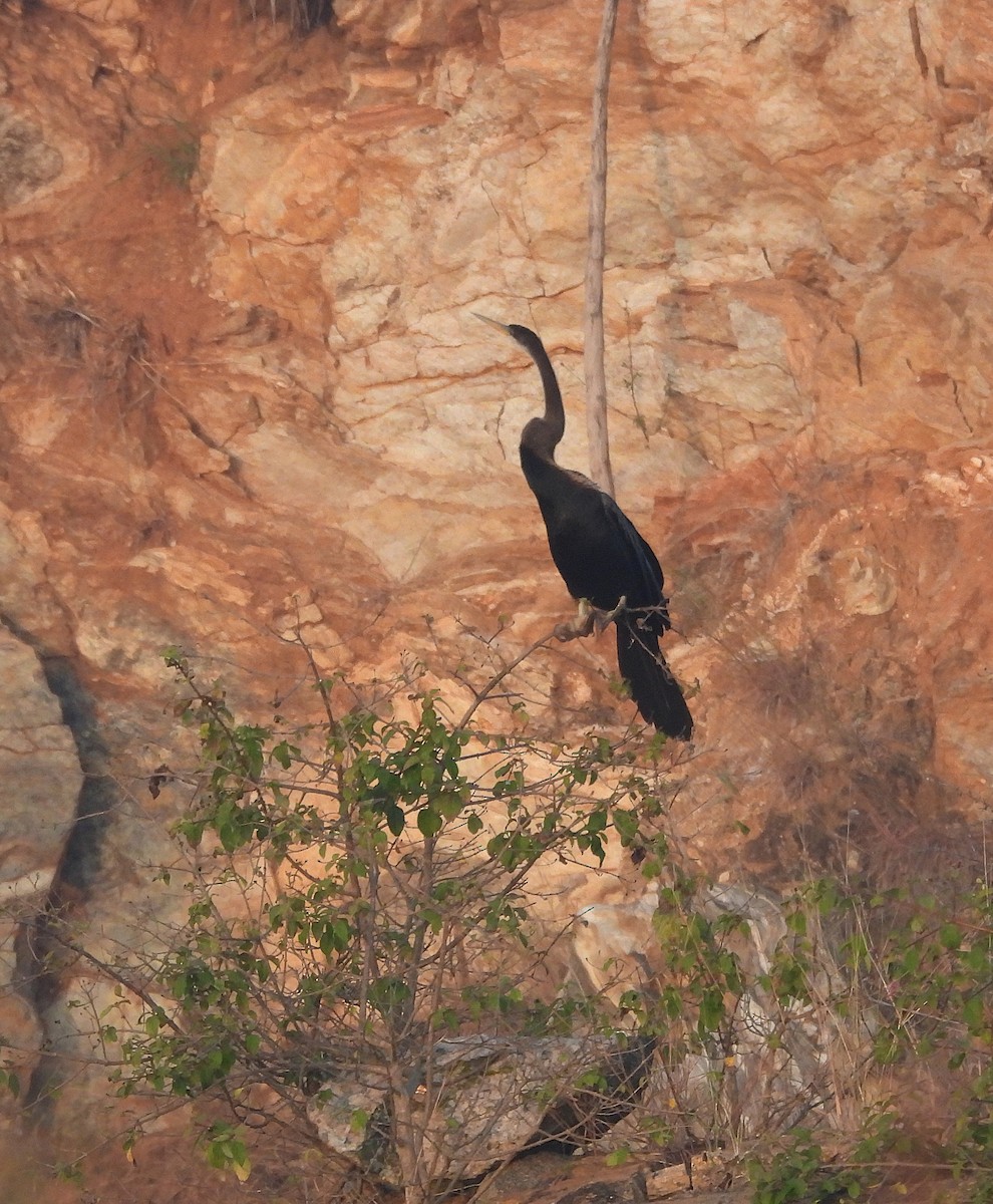 Anhinga asiarra - ML646830471