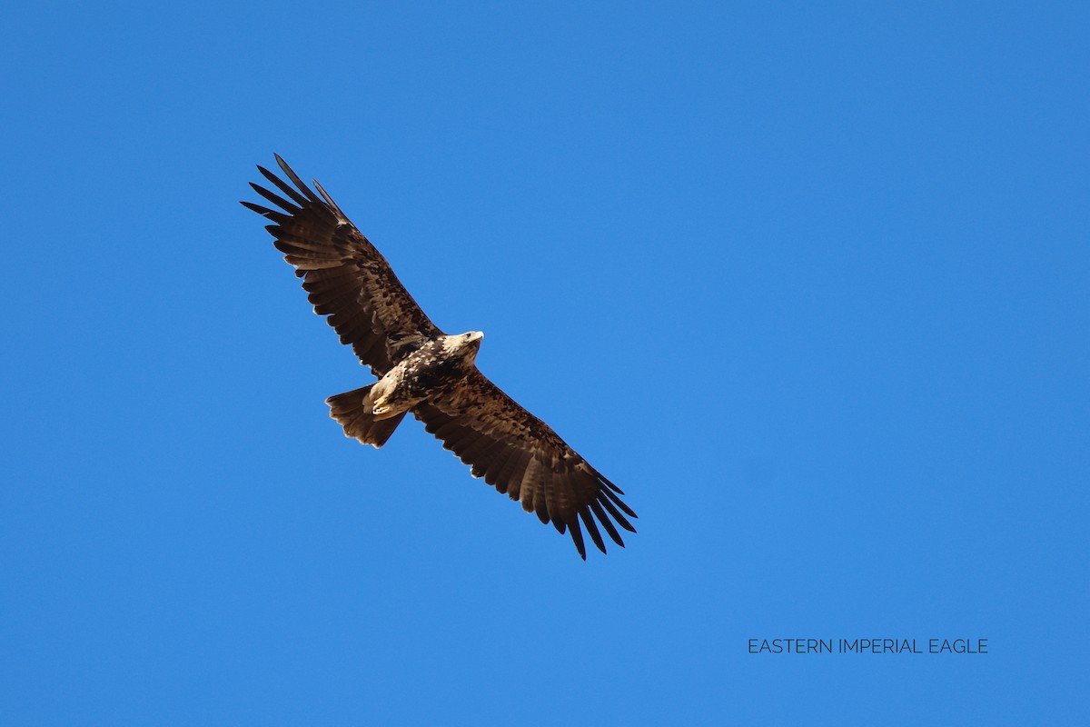 Imperial Eagle - ML646830472