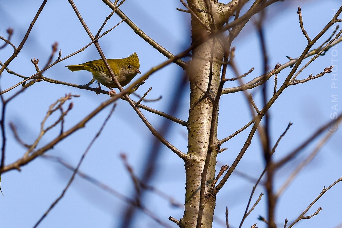 White-bellied Erpornis - ML646830473