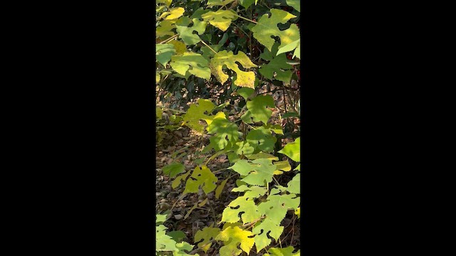 White-bellied Erpornis - ML646830474