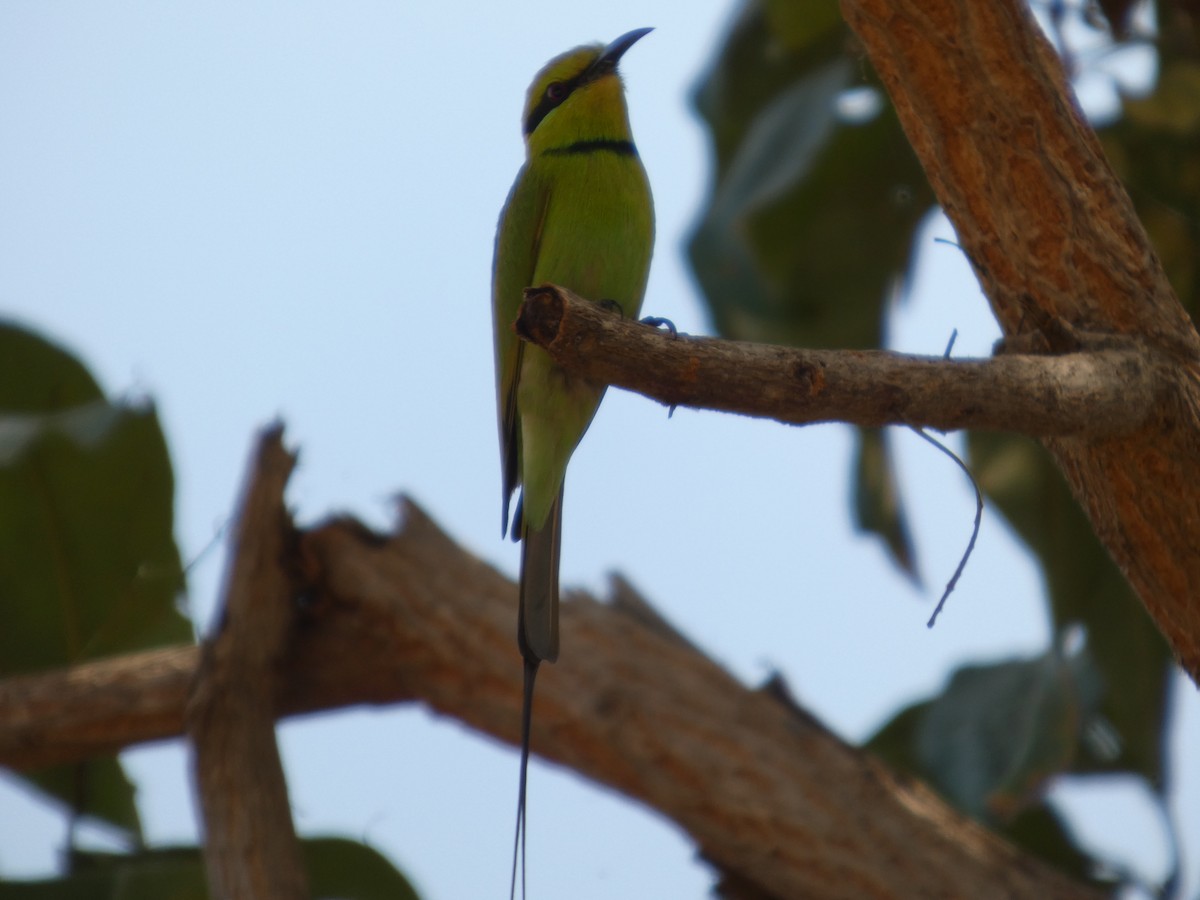 African Green Bee-eater - ML646830475