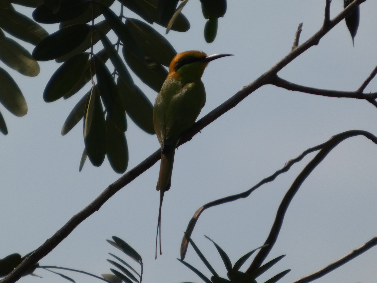 African Green Bee-eater - ML646830476